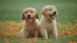 The Use of Herbal Remedies to Treat Diabetes in Pets