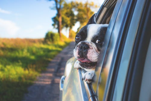 Veterinary 101: The ABC’s of Pet Emergency