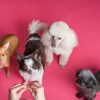 How Effective Is Acupuncture to Help Treat Dog’s Diseases?