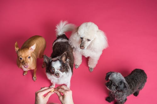 How Effective Is Acupuncture to Help Treat Dog’s Diseases?