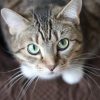 Pet Care Guidelines: Best Ways to Keep Exotic Species Healthy
