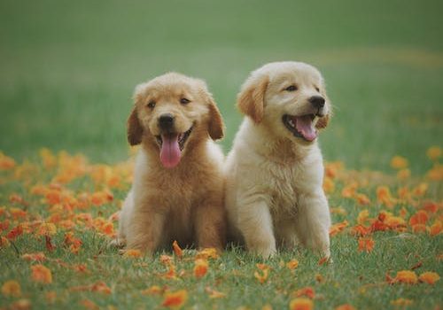 Pet Health Emergency Care: When Do Your Dogs Need It?