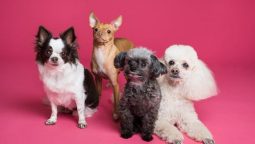 Four Ways to Protect Your Pet From Heartworm Disease