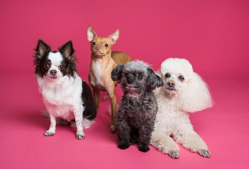 Four Ways to Protect Your Pet From Heartworm Disease