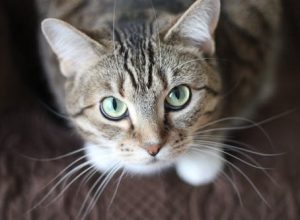 Animal Surgery: How to Prepare Your Pet