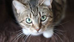 General Eye Conditions An In-Home Pet Can Experience