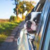 What Causes Diarrhea in Dogs and How to Prevent It