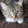 Animal Surgery: How to Prepare Your Pet