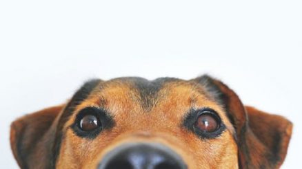Your Dog’s Paw Is Curling Under – Should You Be Worried?