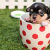 Problems That Can Affect New Dog Parents