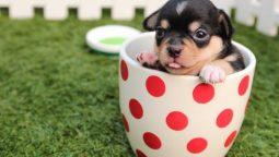 Problems That Can Affect New Dog Parents