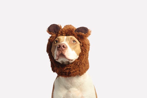 Loss of a Pet: Effective Coping Techniques Loss of a Pet: Effective Coping Techniques