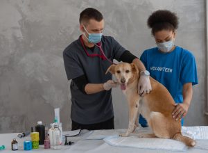 Are You Having Trouble Bathing Your Cat? Check Out These Tips