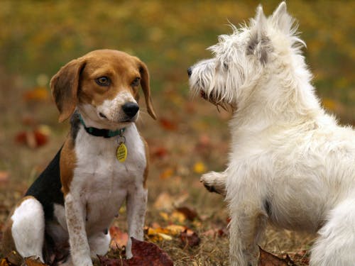 Dental Pain in Pets? How to Know and What to Do About It