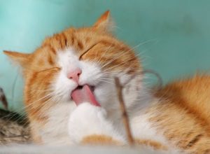 Preventive Ways You Can Do to Save Your Pets From Diseases