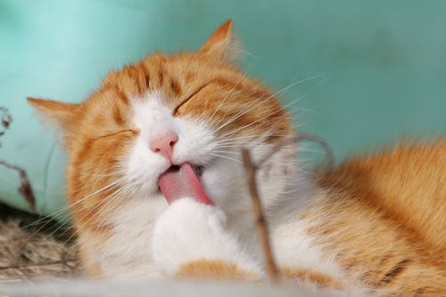 Preventive Ways You Can Do to Save Your Pets From Diseases