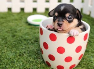 Problems That Can Affect New Dog Parents