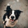 The Importance of Spaying and Neutering Your Pets