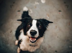The Importance of Spaying and Neutering Your Pets