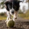 Situation Critical: How to Help Your Dog Survive Poisoning