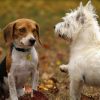 Dental Pain in Pets? How to Know and What to Do About It