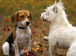 Dental Pain in Pets? How to Know and What to Do About It
