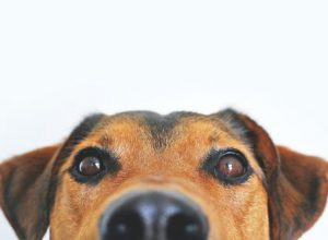 Pet Cancer: Different Treatment Alternatives for Pets
