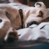 Easy Ways to Keep Your Pet Healthy