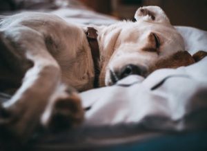 Easy Ways to Keep Your Pet Healthy