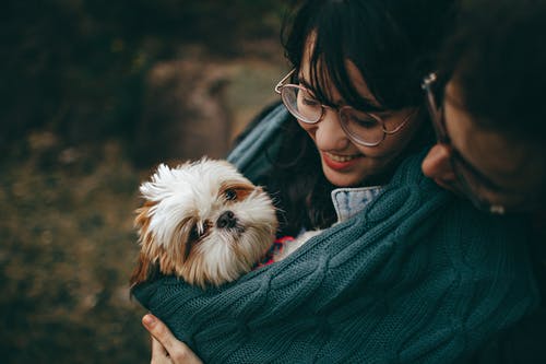 Dog and Cat Food: A Quick Look at What We Give Our Pets