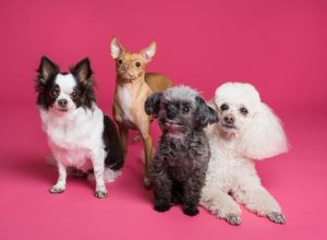 The Most Prevalent Pet Allergies