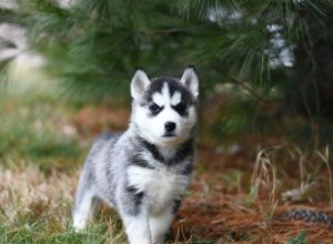 Fears and Phobias Your Pet Dog Might Have