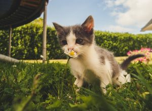 Essential Vaccines for Your Dogs Against Frequent Illnesses
