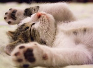 What You Must Know Before Bringing Your Pet to the ER Vet