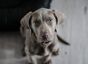 Diseases That Acupuncture Can Treat in Pets