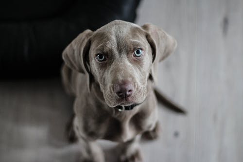 Diseases That Acupuncture Can Treat in Pets