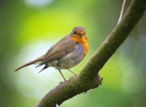 Picky Dog? These Vet-Approved Tricks Should Get them to Eat