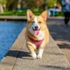 Exotic Pet Care: All You Need To Know