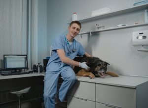 After Surgery: A Pet Owner’s Guide to Care