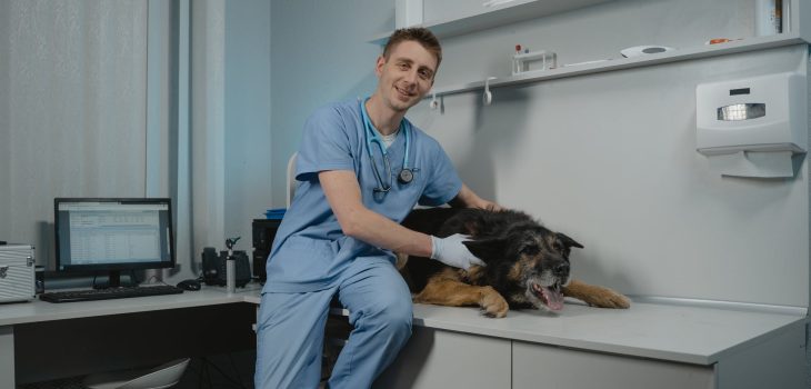 After Surgery: A Pet Owner’s Guide to Care