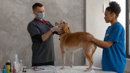 7 Main Steps Included in a Pet Dental Cleaning Procedure