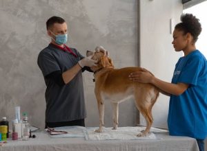 7 Main Steps Included in a Pet Dental Cleaning Procedure