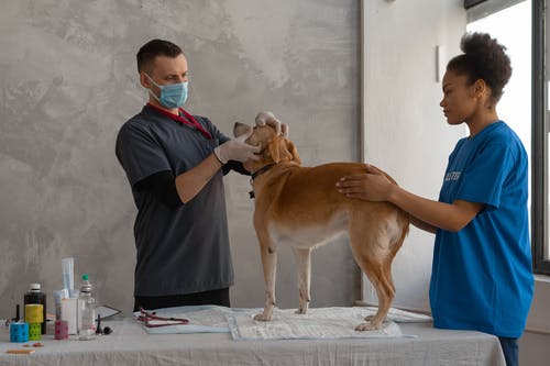 7 Main Steps Included in a Pet Dental Cleaning Procedure