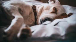 Pet Corneal Ulcerations: Warning Signs and Treatment