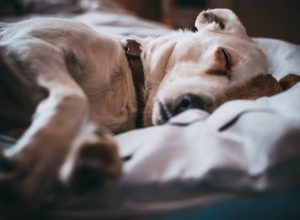 Pet Corneal Ulcerations: Warning Signs and Treatment