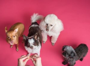 Complications You Should Know After Dog Spaying or Neutering