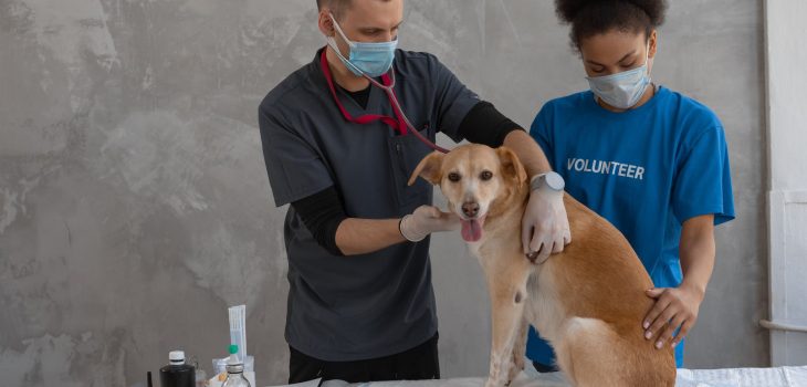 5 Critical Surgical Procedures for Saving Your Pet’s Life