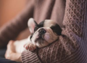 5 Dog Behavioral Problems to Watch Out for