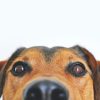 Common Ways of Caring for Your Elderly Cat or Dog
