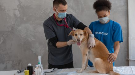 5 Critical Surgical Procedures for Saving Your Pet’s Life